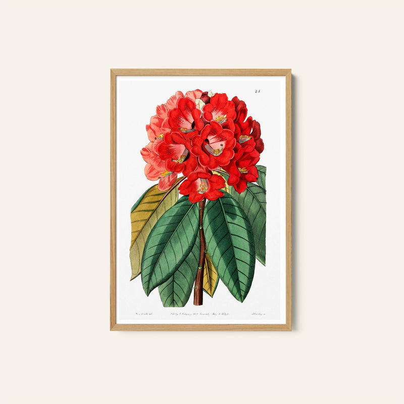 A Beautiful Flower, Botanical Flower Paintings