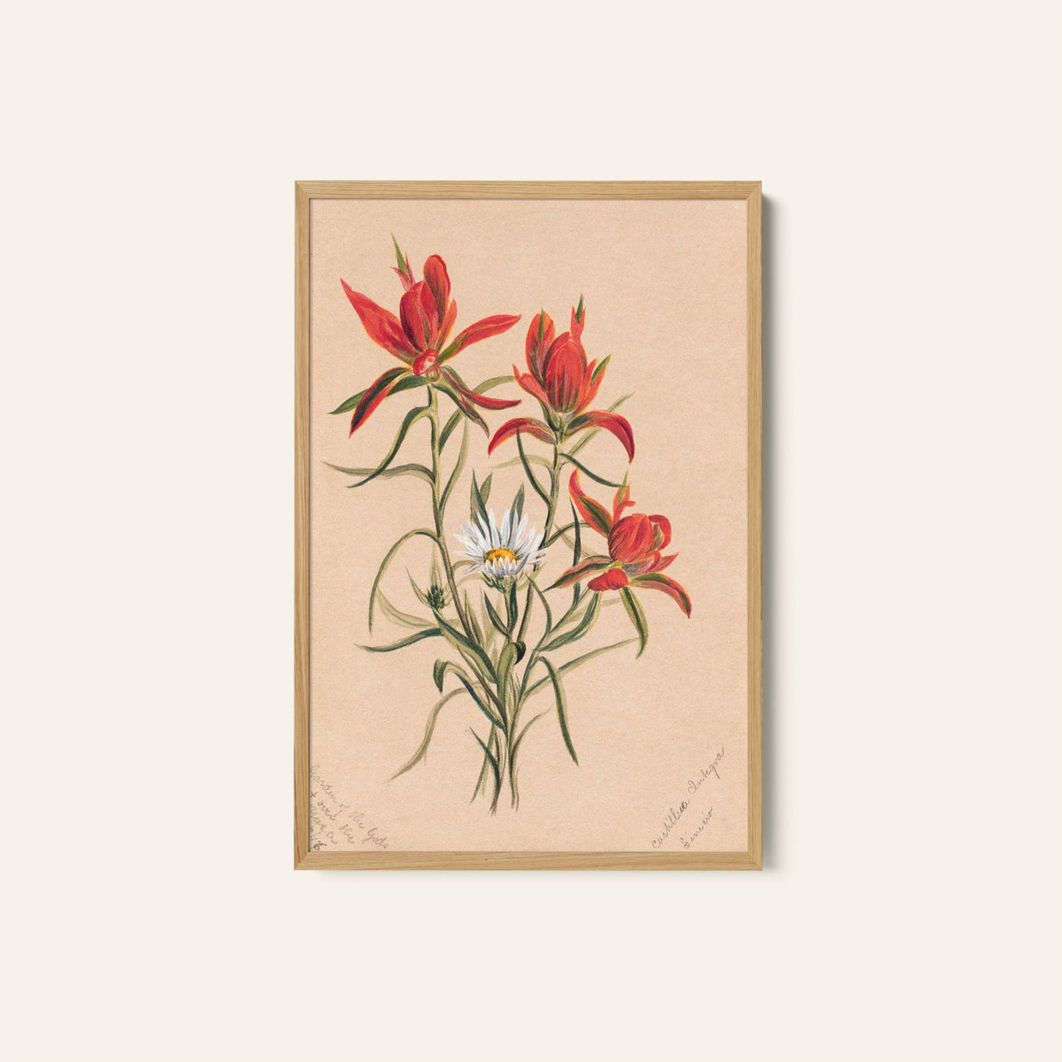 India Pinks 1793, Botanical Flower Paintings