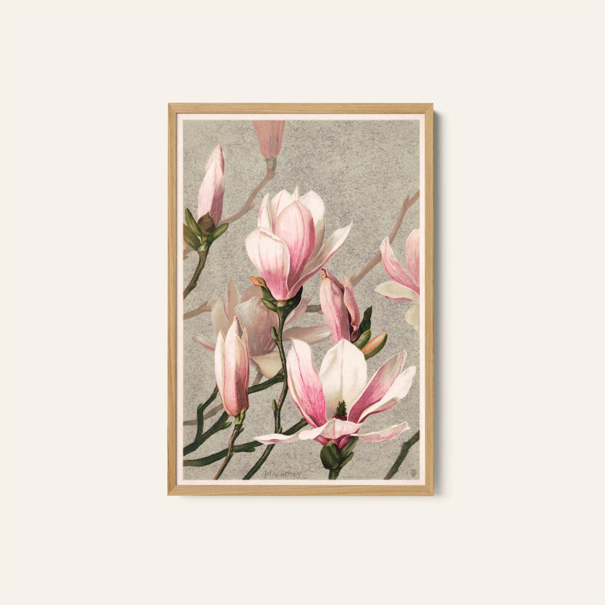 Magnolia, Botanical Flower Paintings