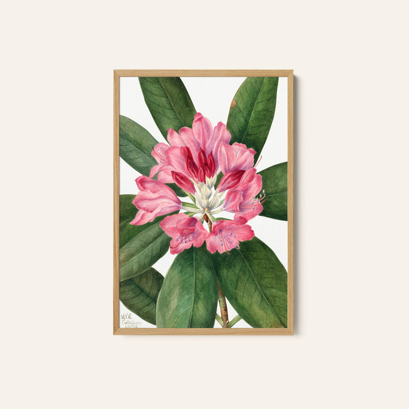 Mountain Rose Bay by Mary Vaux Walcott, Botanical Flower Paintings