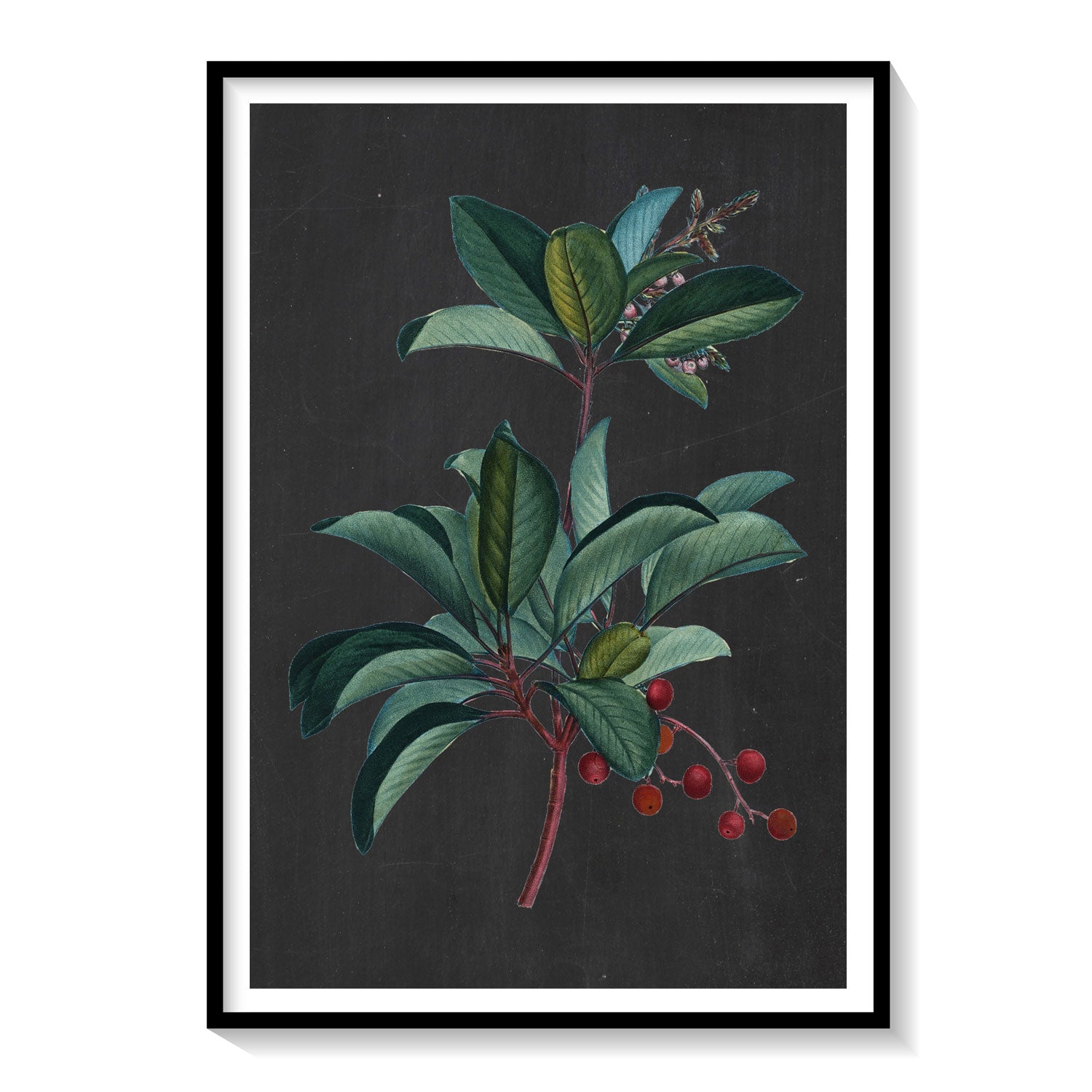 Vintage Chalk Mistletoe Buy Flower Paintings & Botanical Art Online