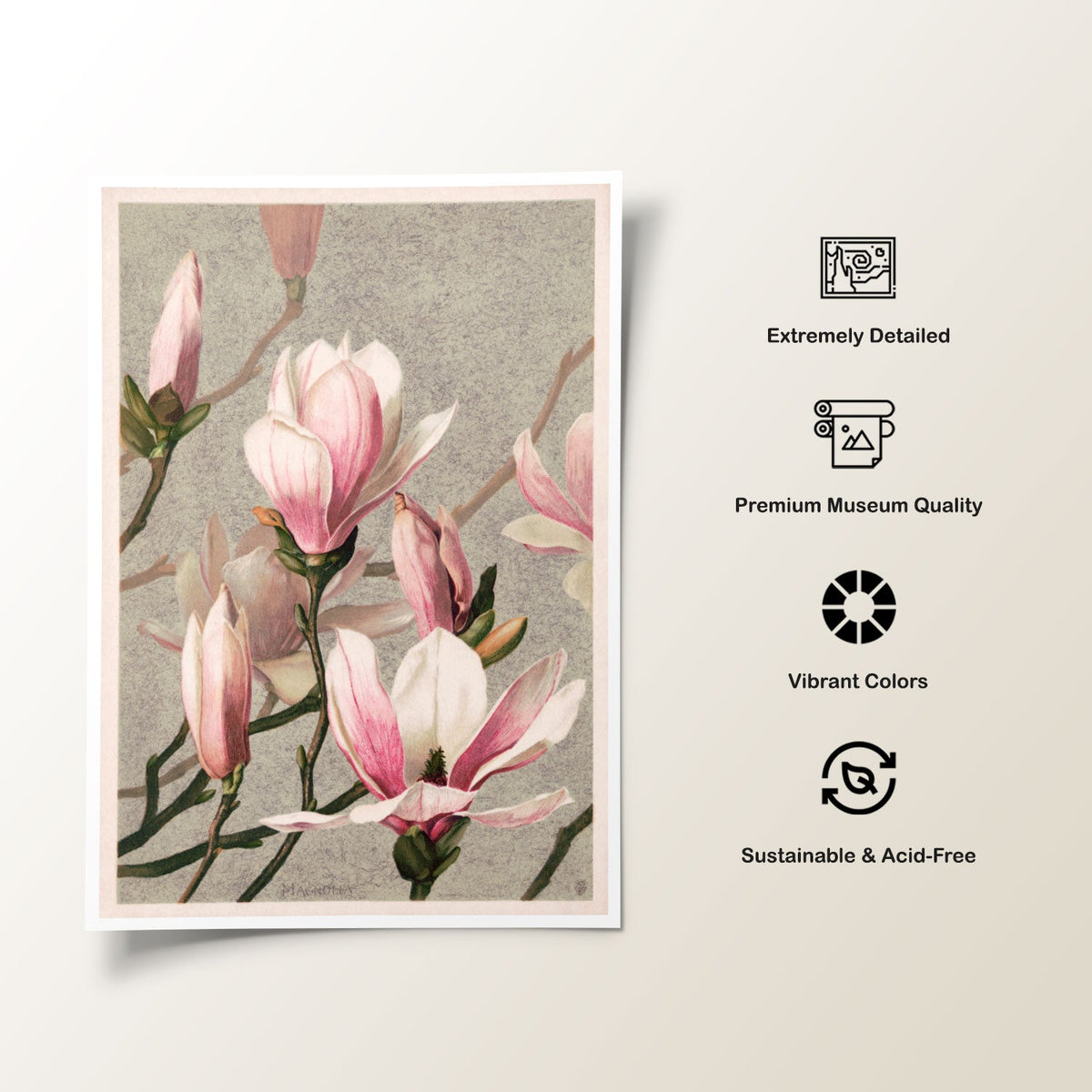 Magnolia, Botanical Flower Paintings